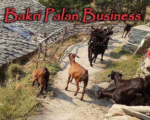 Bakri-Palan-Business