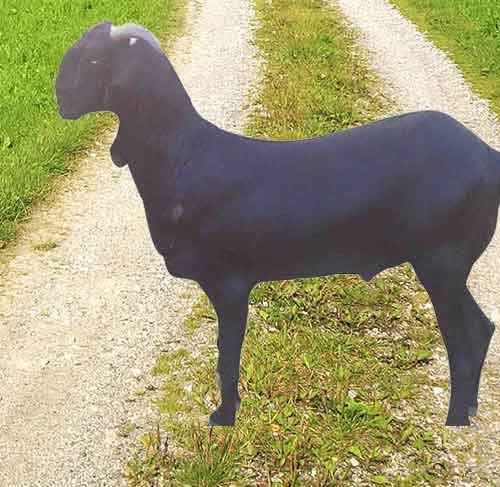 Black-Bengal-for Goat Farming