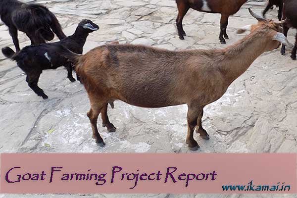 Goat-farming-project-report-in-hindi