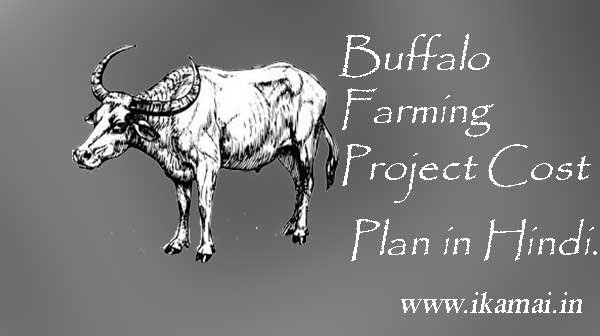 Buffalo-farming-project-cost-plan-in-hindi