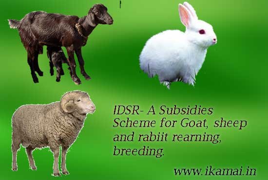 IDSSR Scheme -for-goat-sheep-rabbit-IDSR-hindi
