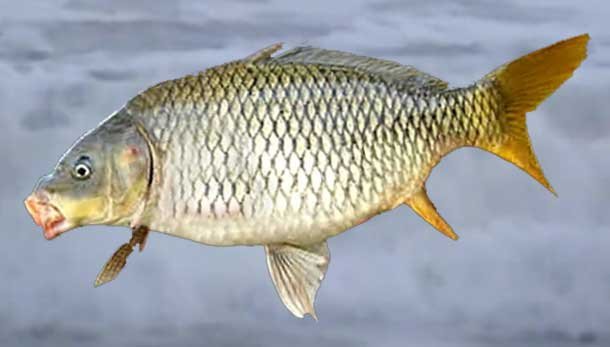 Common-Carp-fish