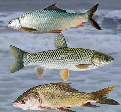 Fish-species-for-ponds-culture--