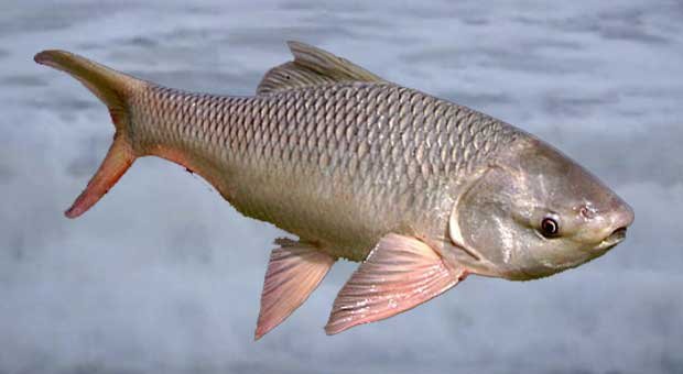 Rohu-Fish