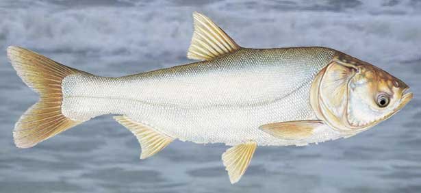 Silver-Carp-fish