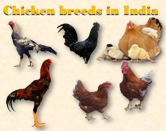 chicken breeds in india in hindi