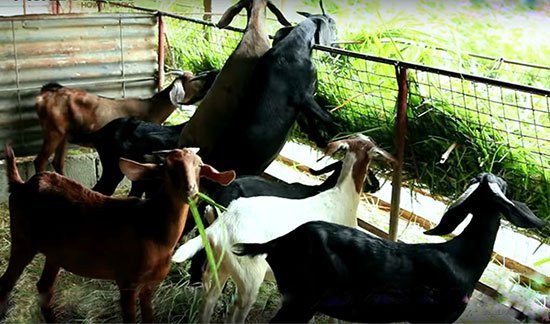 goats-feeding बकरी के भोजन की जानकारी 