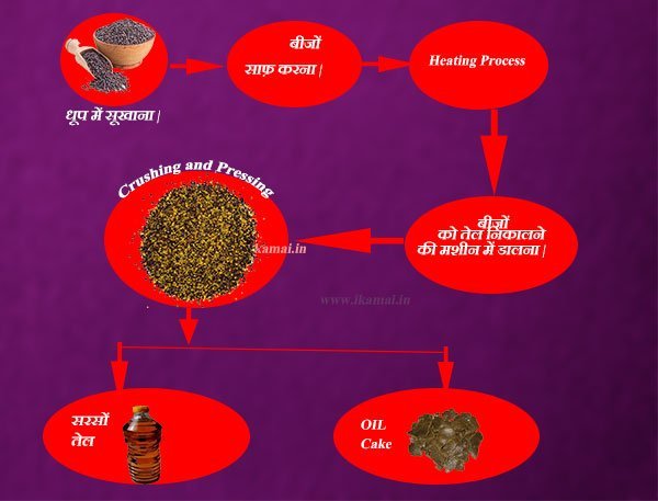 Mustard-oil-extraction-process-in-hindi
