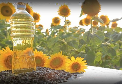 Sunflower oil making-business