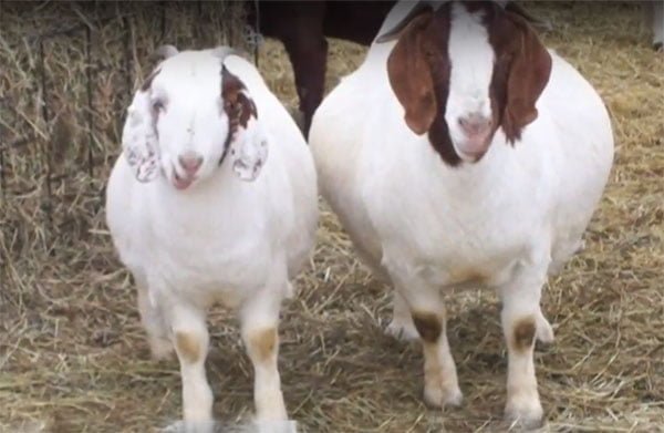 identify-goat-disease-by knowing-symptoms