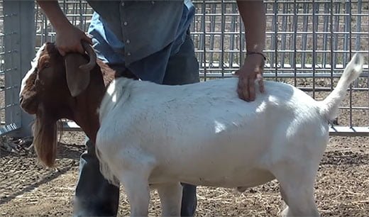 Ayurvedic-treatment-of-goat-diseases