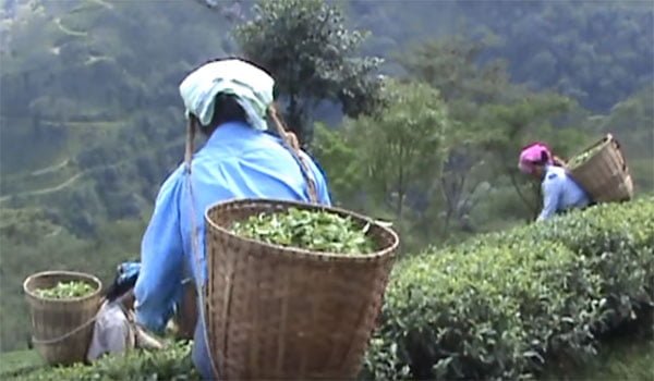 tea export business plan in hindi