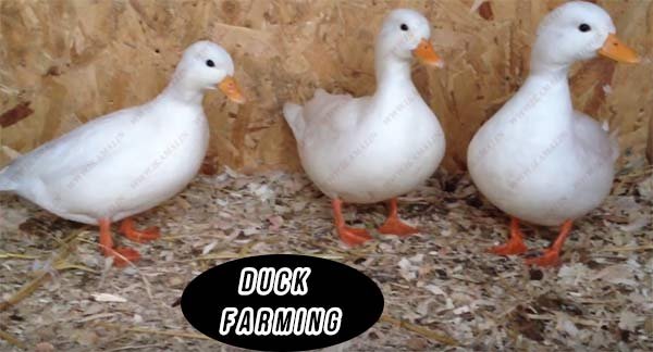 duck farming business 