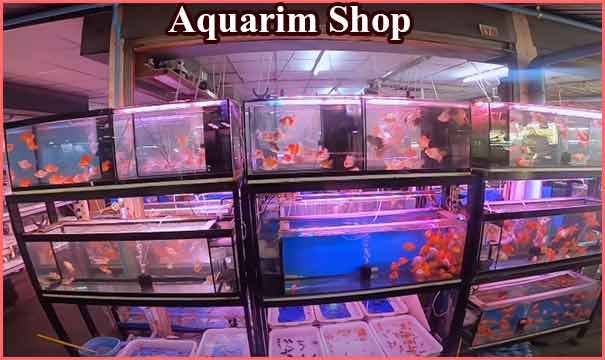 Aquarium shop business plan hindi 
